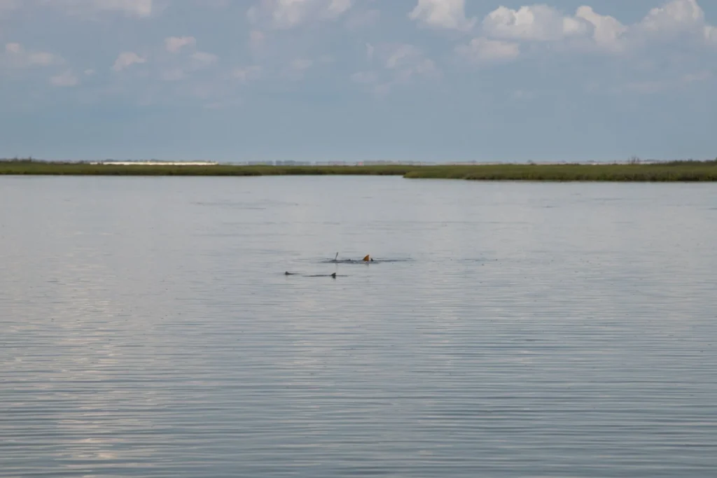 Rockport fly fishing report photo